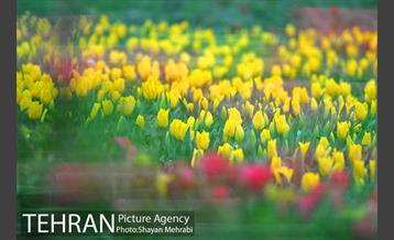 روش گل های لاله در باغ ایرانی 33