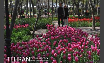 رویش گل های لاله در باغ ایرانی 27