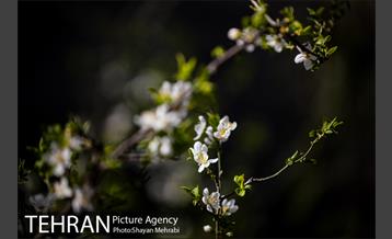 بهار در تهران 6