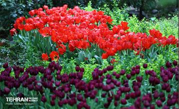لاله‌ها میهمان باغ ایرانی 2