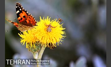 پرواز پروانه ها در شهر 4