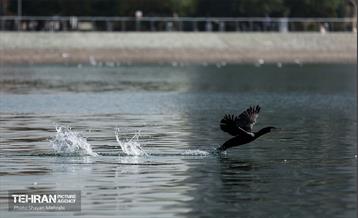 کوچ پرندگان مهاجر به دریاچه شهدای خلیج‌فارس 8