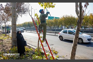 هرس درختان در منطقه 16