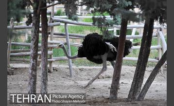 باغ پرندگان تهران 74