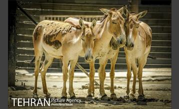 زندگی در قفس 1