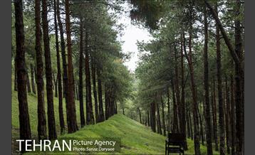 بوستان جنگلی لویزان 4