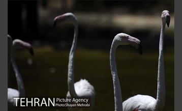 باغ پرندگان 36