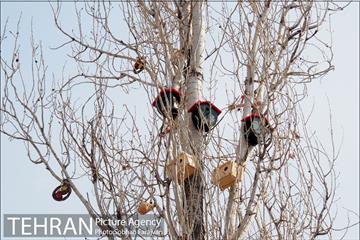 لانه‌ گذاری پرندگان در بوستان خوارزم  9