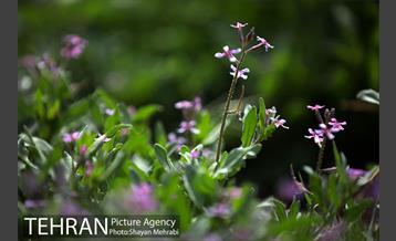 بهار در تهران 37