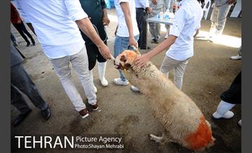 بازدید معاونین شهردار از جایگاه های عرضه دام زنده 10