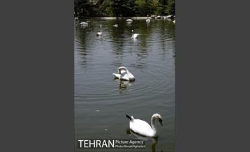 باغ پرندگان تهران 20