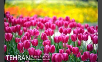 رویش گل لاله در پارک شهر 3
