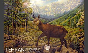 موزه حیات وحش پردیسان 25