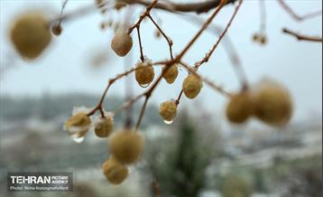 پل طبیعت سپیدپوش شد 7