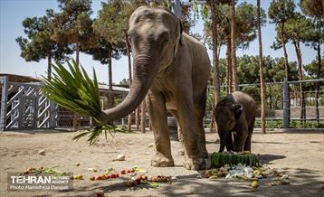 «مایسا» یکساله شد 28