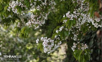 دومین جشنواره شکوفه‌های گیلاس 33