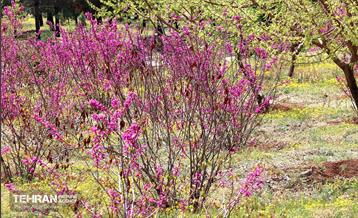 بهار ارغوانی 15