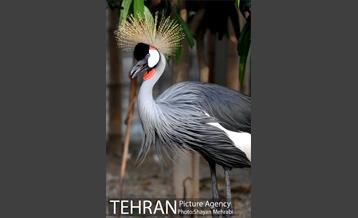 باغ پرندگان تهران 18