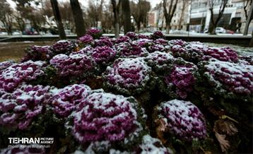 روز برفی در منطقه 8 33