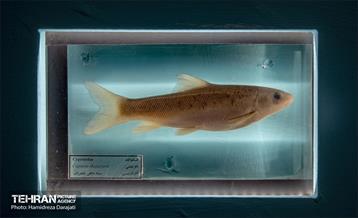 اقیانوس پارک  4