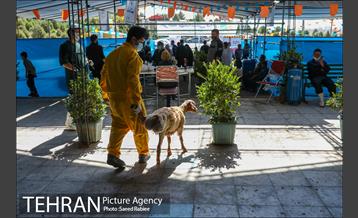 مرکز عرضه دام بهداشتی به مناسبت عید قربان در منطقه 22 تهران 40