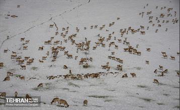 حیات وحش تهران  53