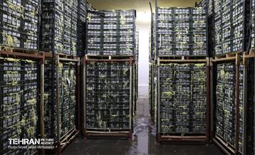 بازدید از سردخانه 11