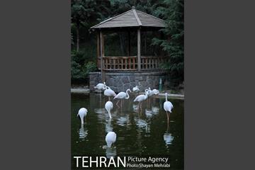 باغ پرندگان تهران 69