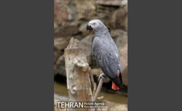 افتتاح اولین "باغچه خبر" در تهران 27