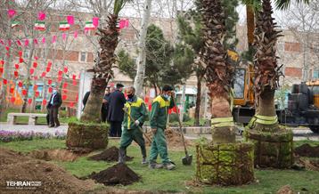 کاشت نخل های کهنسال به یاد شهدا در منطقه ۱۳