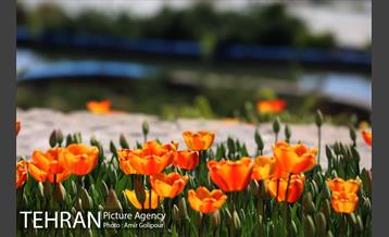 باغ گل لاله های ایرانی در بوستان آبشار تهران‎ 12