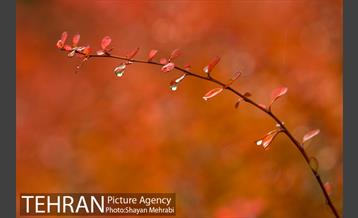 پاییز در بوستان المهدی(عج) 13