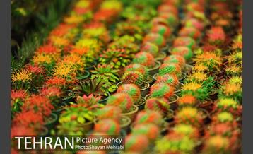 نمایشگاه گل و گیاه در بوستان گفتگو 33
