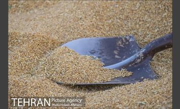 برداشت گندم در مزارع جنوب تهران‎ 4