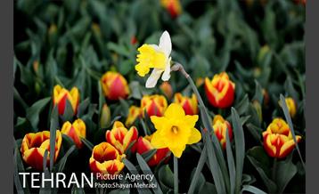 پیاده راه لاله مادران 26