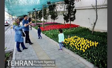پیاده راه لاله مادران 23