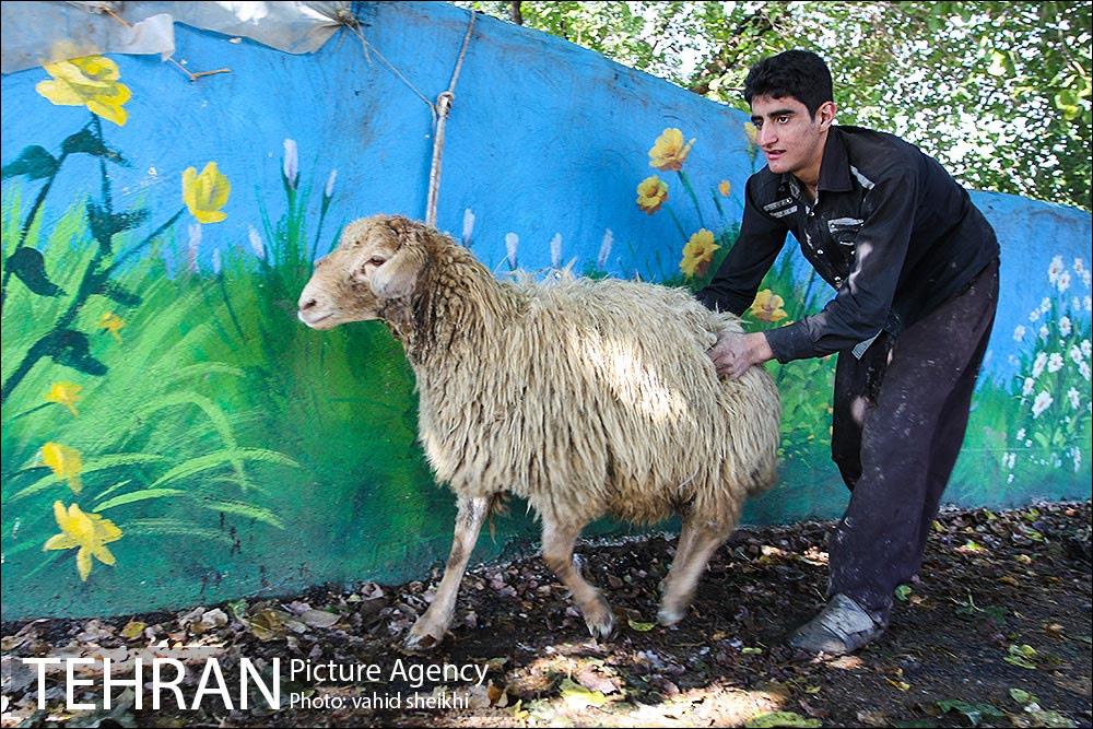 بازار فروش دام در محله طرشت به مناسبت عید قربان 6