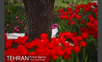 رویش گل های لاله در باغ ایرانی 12