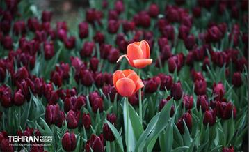 به وقت اردیبهشت؛ باغ ایرانی 25