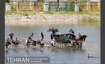 حضور پرندگان مهاجر در تهران 16