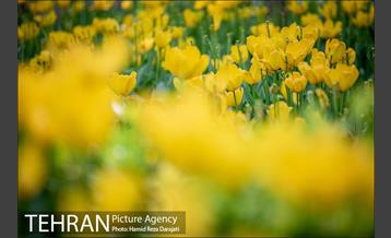 لاله های باغ ایرانی 2