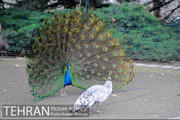 موزه طبیعت و حیات وحش دارآباد تهران 44