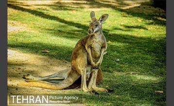 زندگی در قفس 20