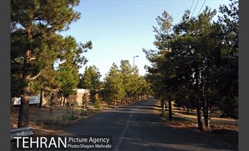 بوستان جنگلی لتمال کن 29