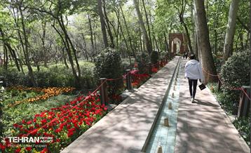 باغ ایرانی میزبان لاله‌ها 6