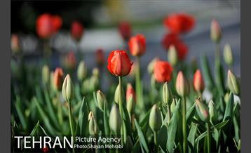 رویش گل های لاله در پارک ملت 19