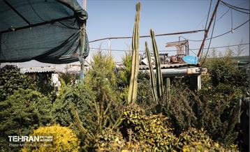 بازار گل شهید محلاتی در آخرین روزهاى سال 29