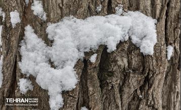 روایت مه‌و‌برف در بوستان سنگی تهران  21