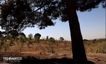 بازدید اصحاب رسانه از روند انجام عملیات احیای چیتگر 38