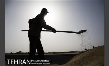 برداشت گندم در مزارع جنوب تهران‎ 23